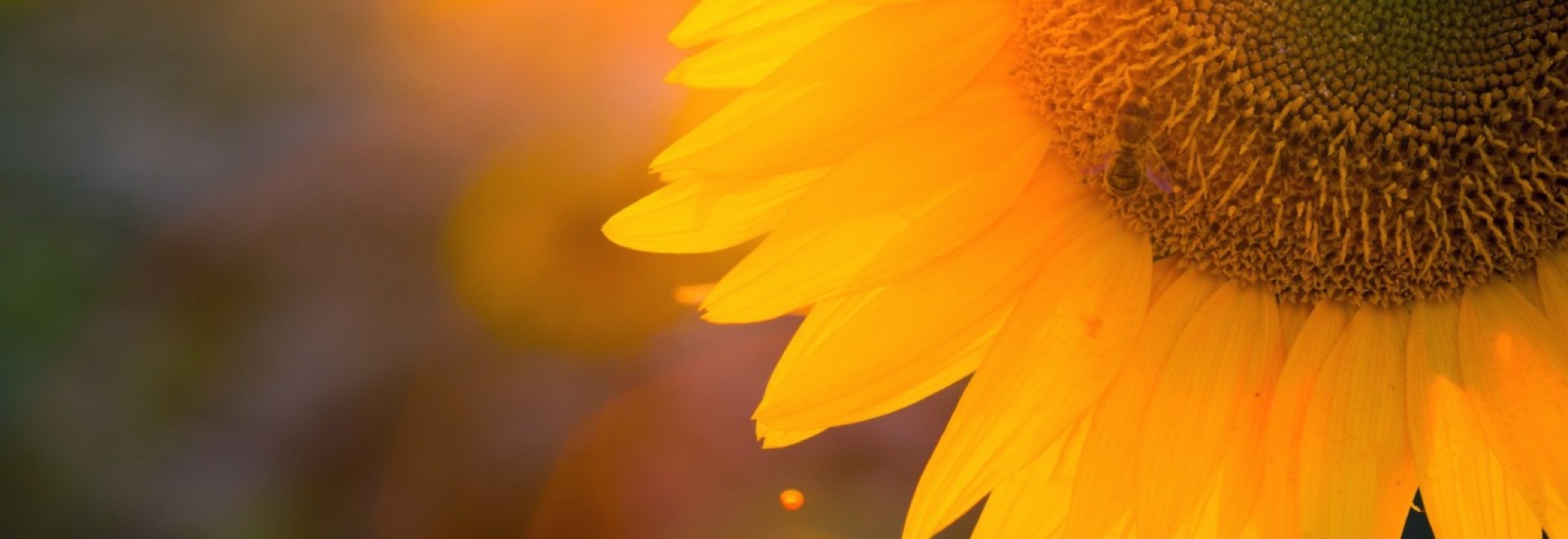 1920x660 Sunflower general give